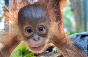 A baby orangutan smiling.