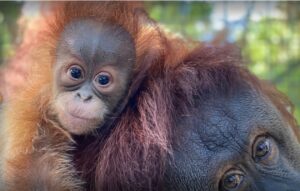 A baby orangutan.