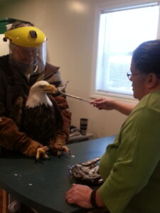 A man and woman feeding a bald eagle.