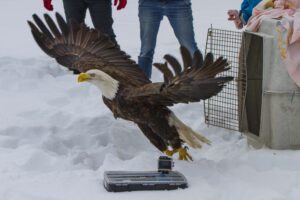 A bald eagle being released into the wild.