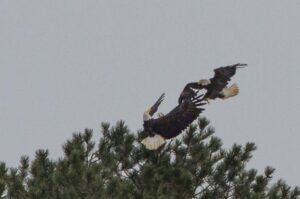 Two eagles flying above a tree.