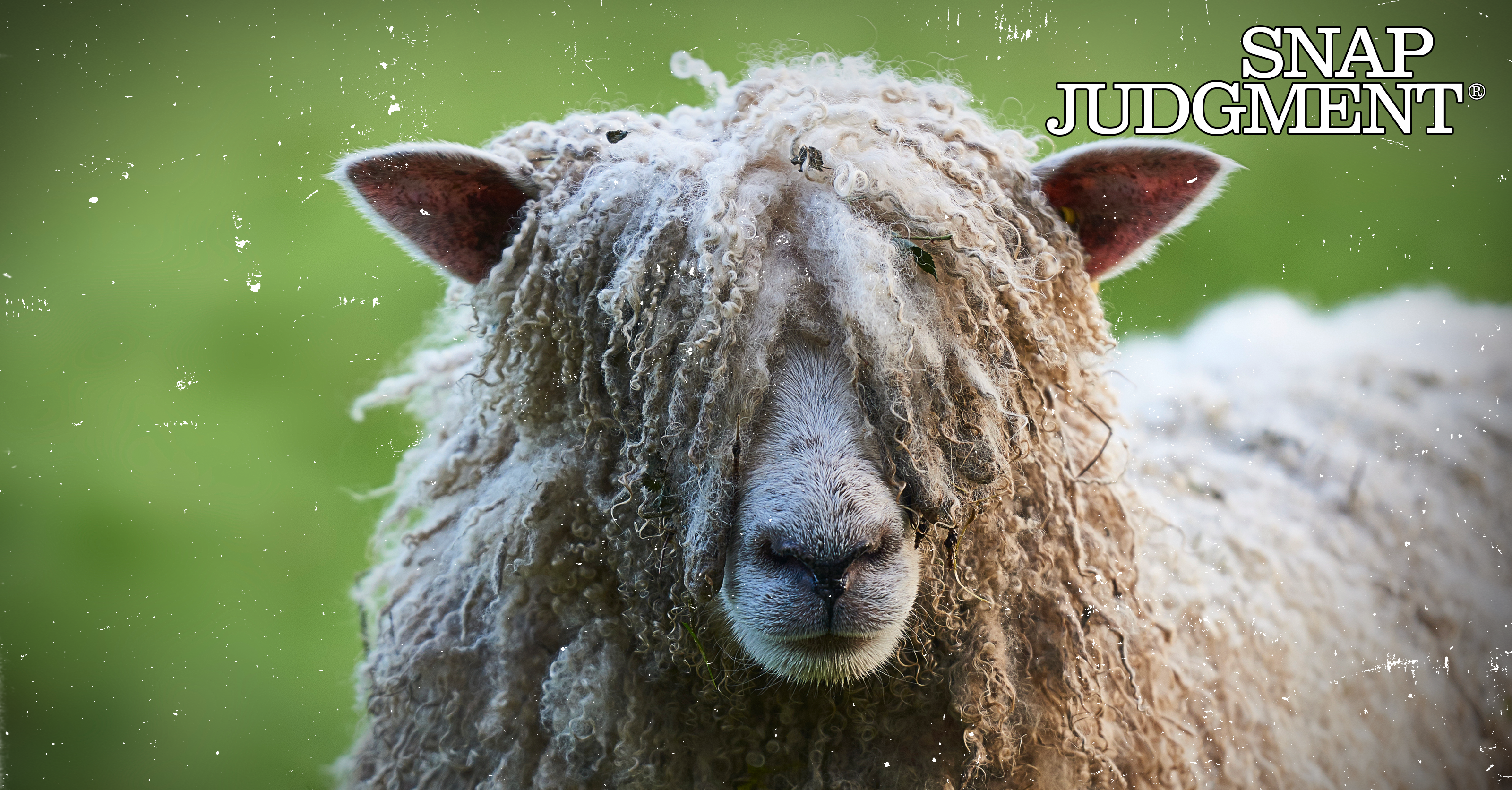 Why Sheep? ‎– Sampling Concerto Why Sheep? ‎– Sampling Concerto Sheep | WSU Animal Genomics