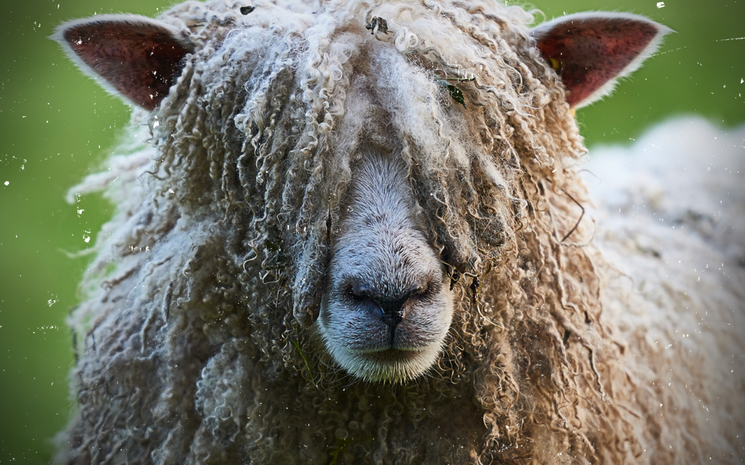 A sheep's wool is so long it's covering its eyes and face.